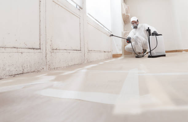 Black mold remediation team in Westwood
